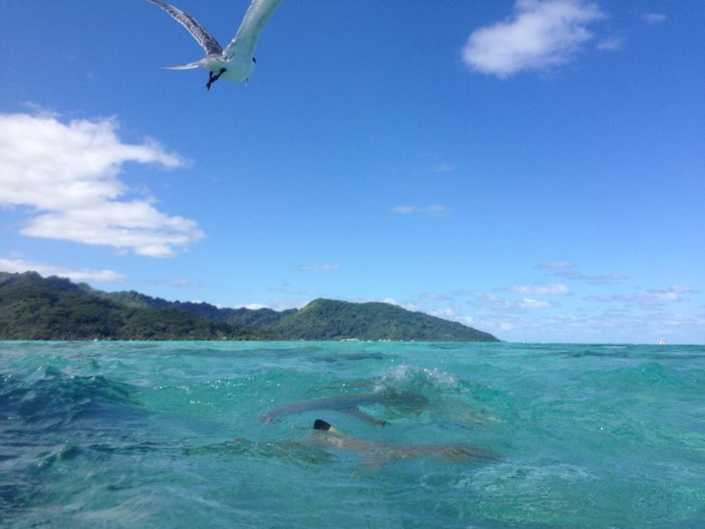 タヒチの海で泳ぐサメ