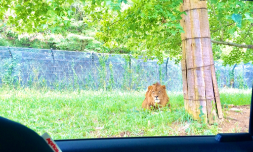 姫路セントラルパークのドライブサファリのライオン