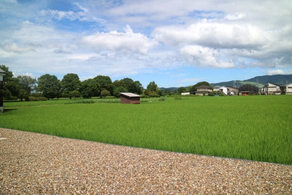 奈良県ニューライトポタリーショールームの前に広がる田んぼ